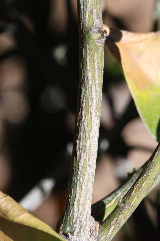              Second - third year twig (Palmer, Riverside, CA)       